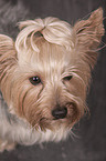 Yorkshire Terrier Portrait