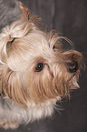 Yorkshire Terrier Portrait