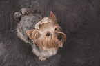 sitting Yorkshire Terrier