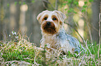 sitting Yorkshire Terrier