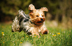 running Yorkshire Terrier