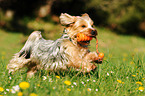 playing Yorkshire Terrier