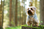 sitting Yorkshire Terrier