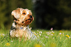 sitting Yorkshire Terrier