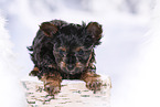 Yorkshire Terrier Puppy