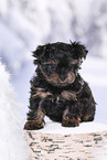 Yorkshire Terrier Puppy