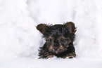 Yorkshire Terrier Puppy