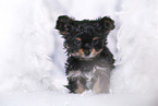 Yorkshire Terrier Puppy