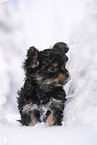 Yorkshire Terrier Puppy
