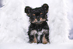 Yorkshire Terrier Puppy