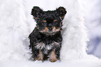 Yorkshire Terrier Puppy
