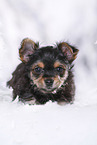 Yorkshire Terrier Puppy
