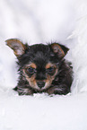 Yorkshire Terrier Puppy