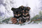 2 Yorkshire Terrier Puppies