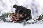 Yorkshire Terrier Puppy
