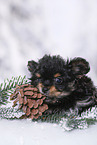 Yorkshire Terrier Puppy