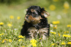 Yorkshire Terrier on meadow