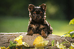 Yorkshire Terrier Puppy