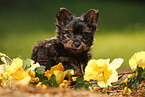 Yorkshire Terrier Puppy