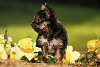 Yorkshire Terrier Puppy
