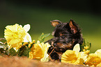 Yorkshire Terrier Puppy