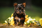 Yorkshire Terrier Puppy