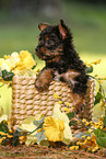 Yorkshire Terrier Puppy