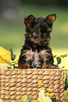 Yorkshire Terrier Puppy