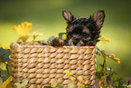 Yorkshire Terrier Puppy