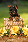 Yorkshire Terrier Puppy