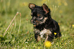 Yorkshire Terrier Puppy