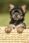 Yorkshire Terrier Puppy