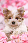 Yorkshire Terrier Puppy
