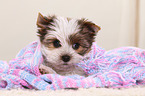 Yorkshire Terrier Puppy