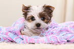 Yorkshire Terrier Puppy