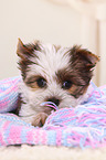 Yorkshire Terrier Puppy