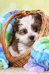 Yorkshire Terrier Puppy
