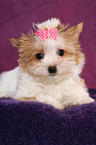 Yorkshire Terrier Puppy