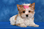 Yorkshire Terrier Puppy