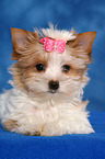 Yorkshire Terrier Puppy