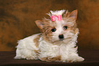 Yorkshire Terrier Puppy