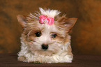 Yorkshire Terrier Puppy