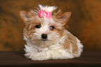 Yorkshire Terrier Puppy