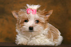 Yorkshire Terrier Puppy