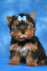 Yorkshire Terrier Puppy