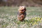 running Yorkshire Terrier