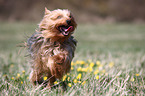 running Yorkshire Terrier