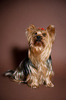 sitting Yorkshire Terrier