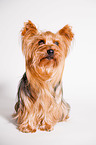 sitting Yorkshire Terrier