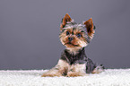 lying Yorkshire Terrier